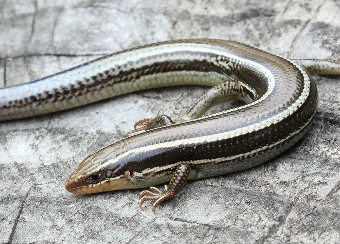 Western Skink